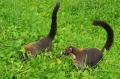 costa rica wildlife, pacific-059